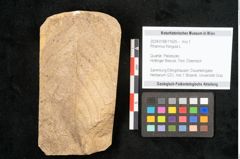 Foto (Objekt + Etikett) von Rhamnus frangula L. (NHMW-GEO-2024-0188-11625)